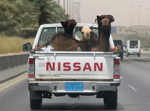 サウジアラビア　トラックに乗ったラクダ