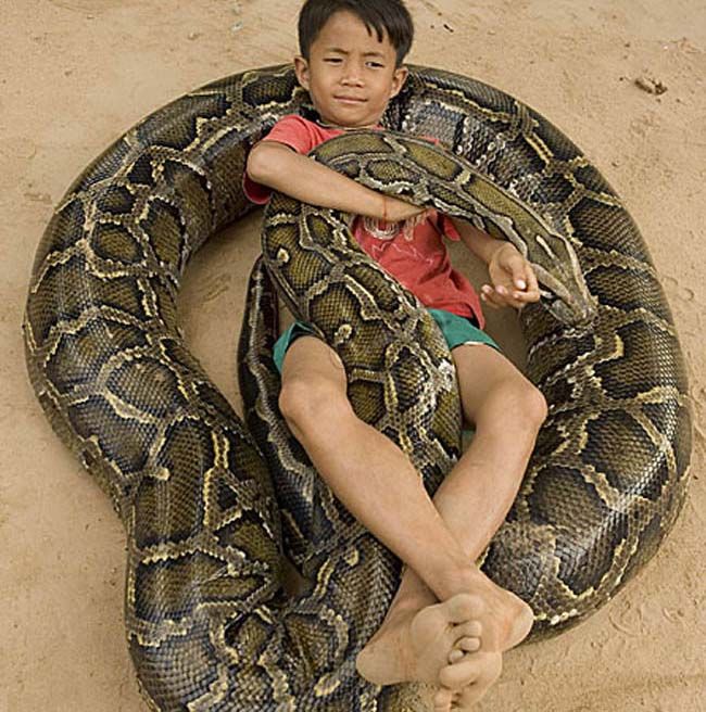 世界一大きい蛇　アミメニシキヘビ3