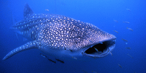 世界一大きい魚　ジンベイザメ2