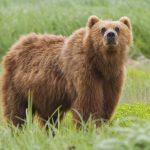 1,090kg !? The largest bear in the world 【Kodiak bear】