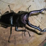 Самый большой жук-олень в мире