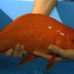 Le plus gros poisson rouge du monde 【Guinness World Records】