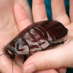 90mm !? แมลงสาบที่ใหญ่ที่สุดในโลก 【Giant Burrowing Cockroach】