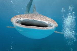 引用 : http://mentalfloss.com/article/77303/10-huge-facts-about-whale-sharks