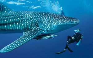 10 Huge Facts About Whale Sharks