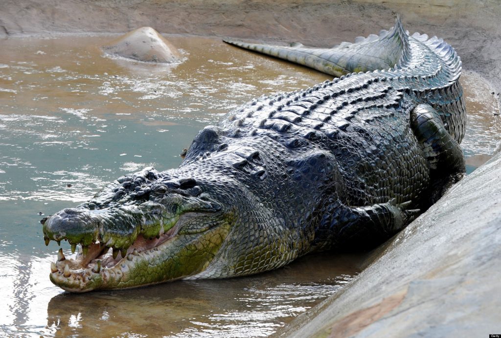 引用 : http://www.huffingtonpost.co.uk/2013/02/11/lolong-dead-worlds-largest-crocodile-captivity-dies-philippines-_n_2660812.html