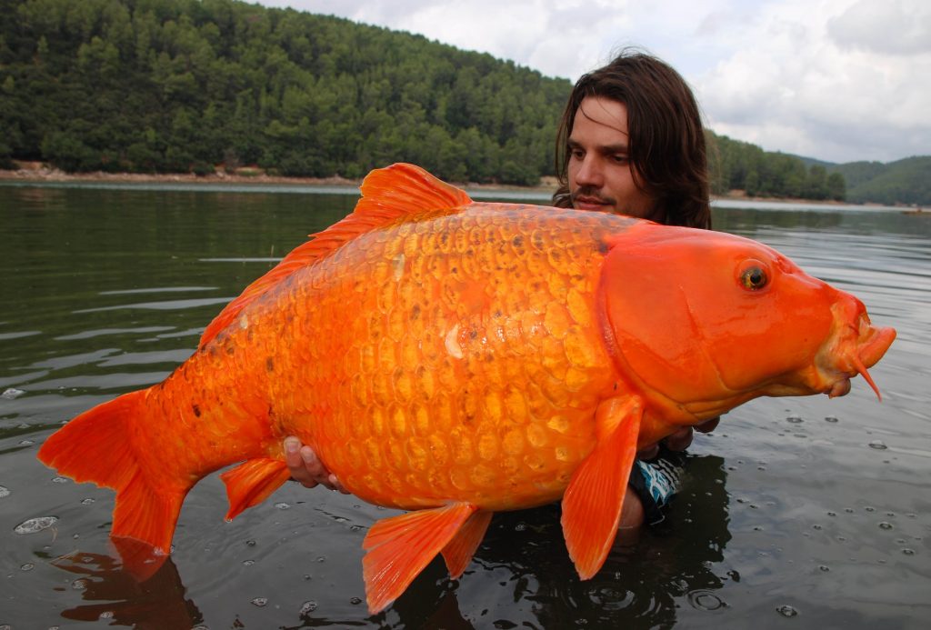 世界一大きい金魚4