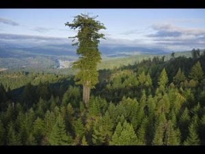 世界一高い木