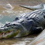 Délka 6m! Největší krokodýl na světě 【Guinnessův rekord】
