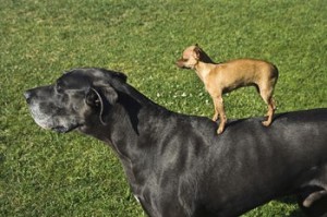 世界一小さい犬8