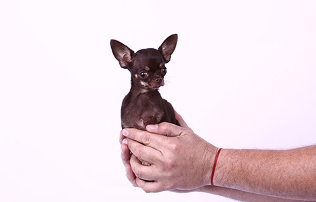 ミラクルミリー　世界最小の犬２