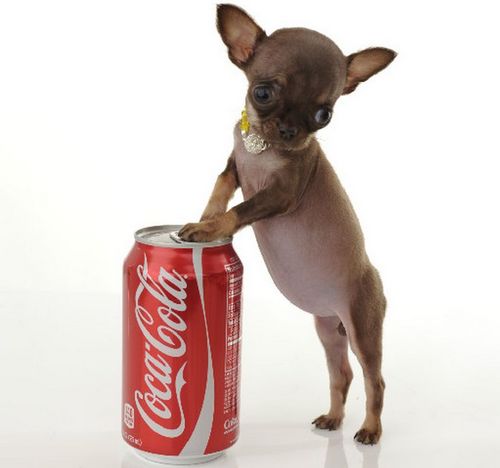 世界最小の犬　ミラクルミリー１