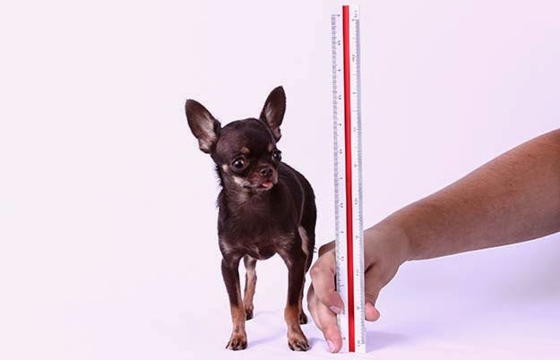 ミラクルミリー　世界最小の犬５