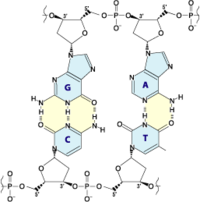 デオキシリボ核酸(DNA)