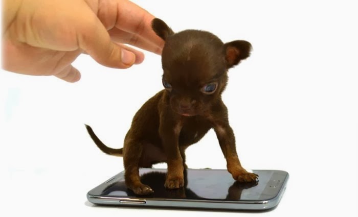 世界一小さい犬