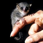 What is the world’s smallest monkey? 【Pygmy mouse lemur】