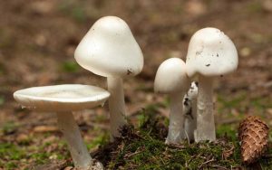出典：https://www.incrediblemushrooms.com/poisonous-mushrooms.html