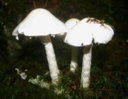出典：https://www.first-nature.com/fungi/amanita-virosa.php