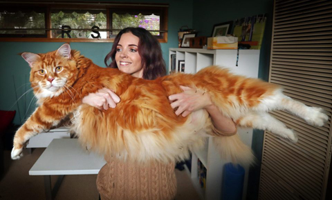 世界一大きい猫 オマール君