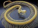世界一骨の多い動物 ニシキヘビ2