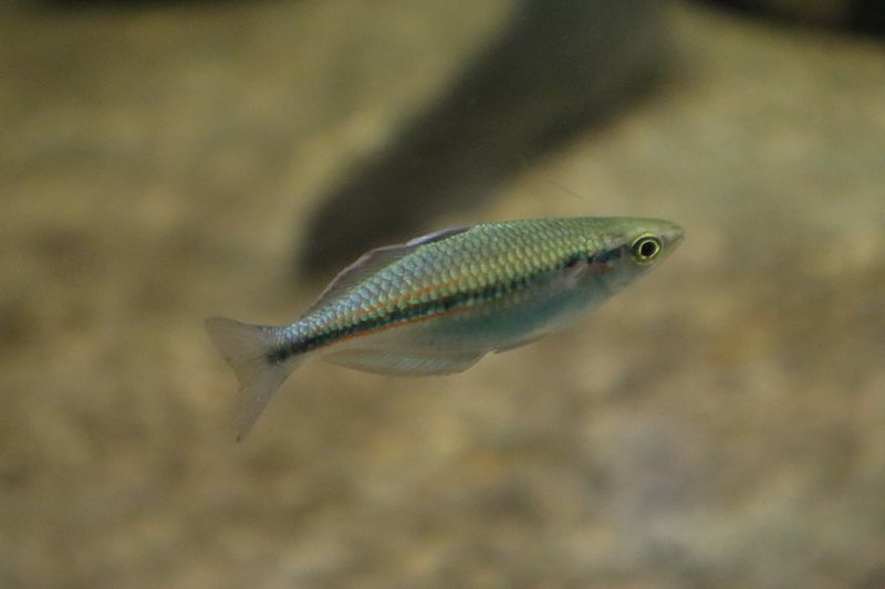 出典：https://www.gogo-zoo-aquarium.com/entry/fish/atheriniformes/melanotaeniidae/melanotaenia/goldiei