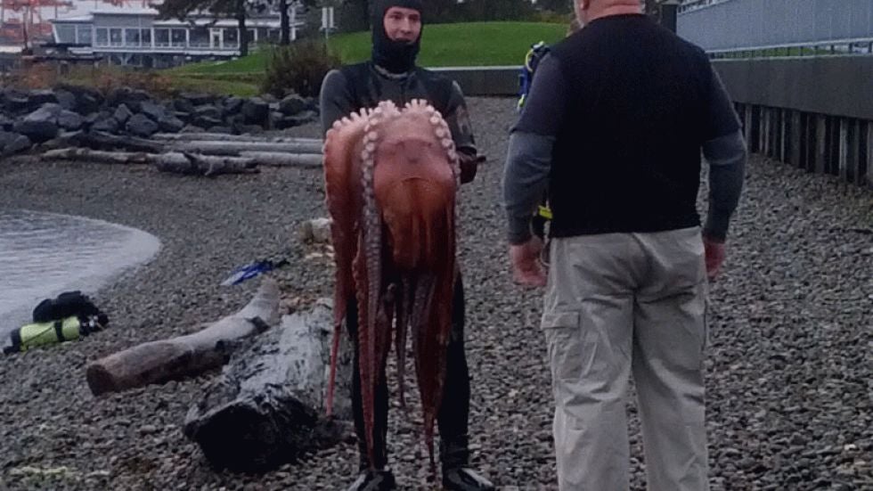 出典：https://weather.com/news/news/giant-octopus-hunter-sparks-outrage-20121119