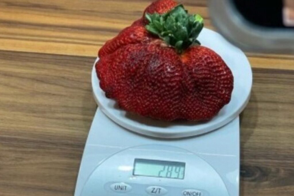 Length 18 cm!? The largest strawberry in the world 【Guinness World Records】